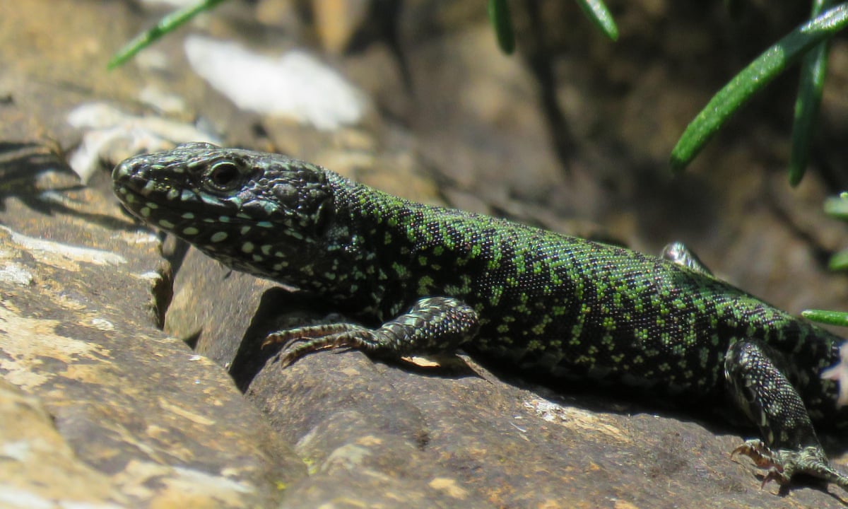 Random House Lizard Black House Lizard