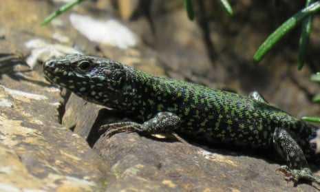 A male wall lizard