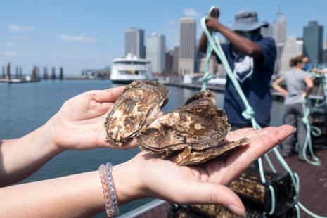 Billion Oyster Project workers place oysters in the water from a pier at Brooklyn Bridge Park in New York City in August 2020. 