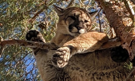 A mountain lion relaxes in a tree. 