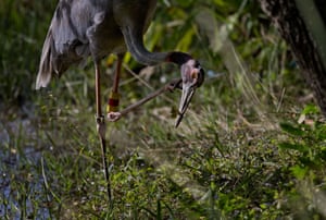A sarus crane – the tallest flying birds in the world – is reintroduced into the wild near Buriram bird center in Thailand
