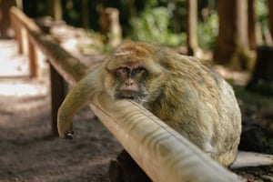 A light brown Barbary macaque sits by a wooden fence with one arm draped over the pole; it has a bored, sleepy expression on its face
