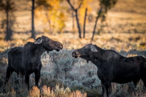 A moose sticks its tongue out