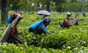 Labourers pluck tea leaves in India after the government eased a nationwide lockdown imposed as a preventive measure against the spread of Covid-19 