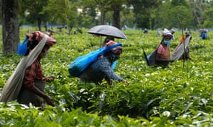 Labourers pluck tea leaves in India after the government eased a nationwide lockdown imposed as a preventive measure against the spread of Covid-19