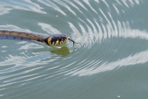 A snake swims in Lake Mogan near Ankara, Turkey