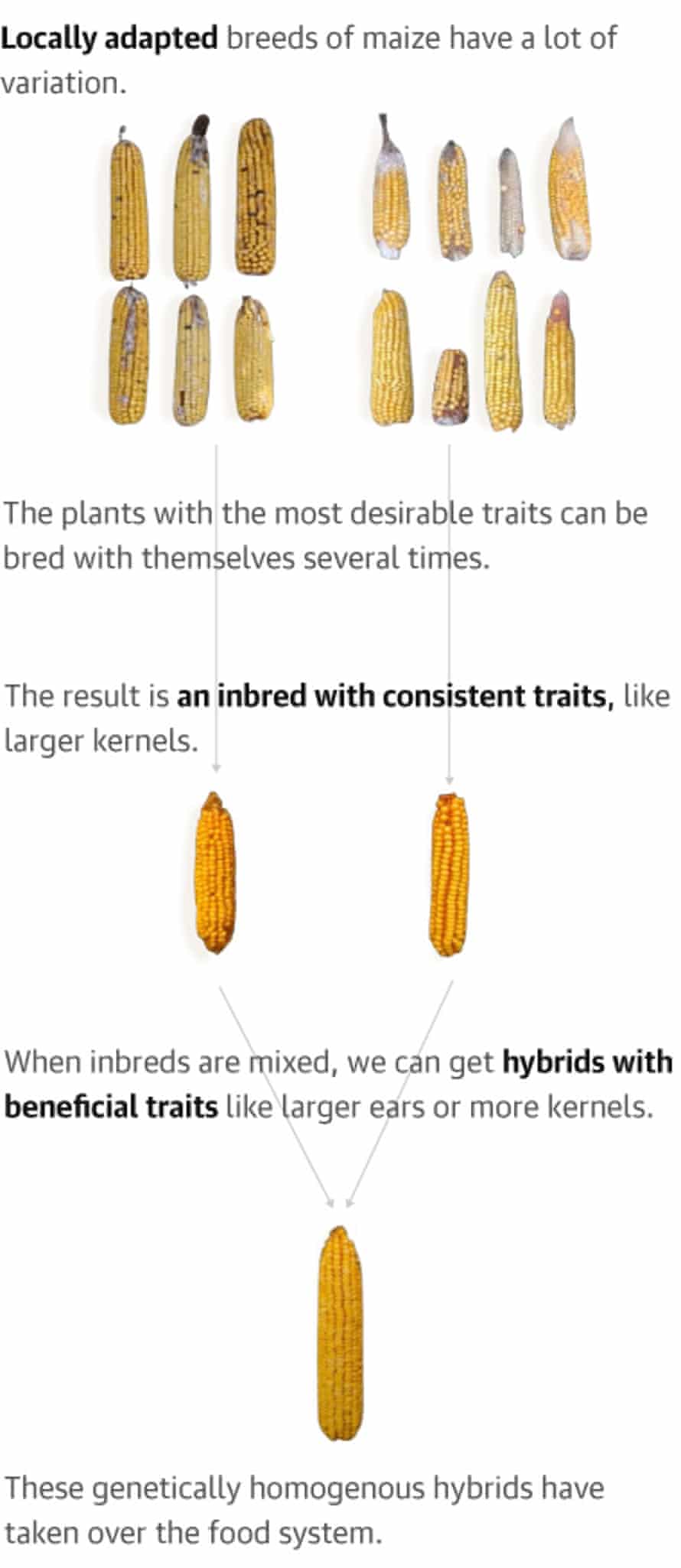 A chart shows a tree graphic of ears of corn being bred and improving in quality at each level with the words: Locally adapted breeds of maize have a lot of variation. The plants with the most desirable traits can be bred with themselves several times. The result is an inbred with consistent traits, like larger kernels. When inbreds are mixed, we can get hybrids with beneficial traits like larger ears or more kernels. These genetically homogenous hybrids have taken over the food system.