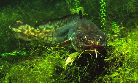 Return of the burbot: 'great lost fish' to be reintroduced to UK ...