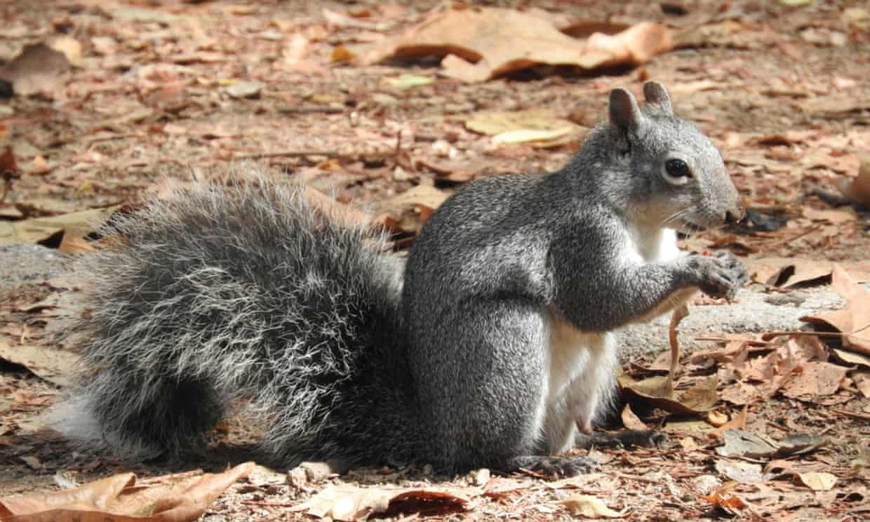 Western gray squirrel placed on endangered list in Washington state (theguardian.com)