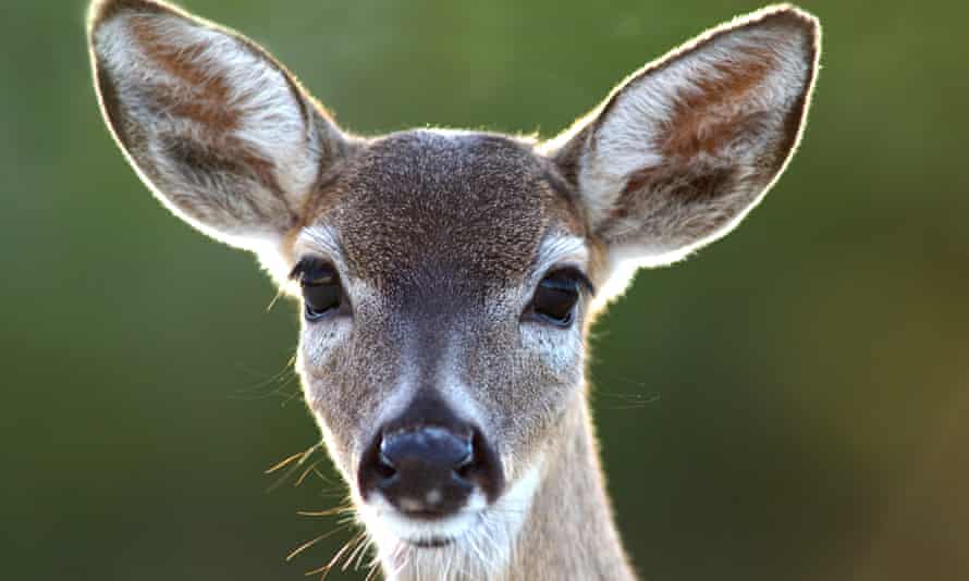 Florida Key deer.