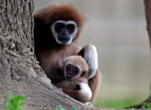 A first white-handed gibbon infant born at the Skopje Zoo is seen with his mother