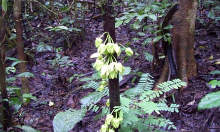 Uvariopsis dicaprio, a tree from the ylang-ylang family found in Ebo Forest, Cameroon, named after Leonardo DiCaprio.