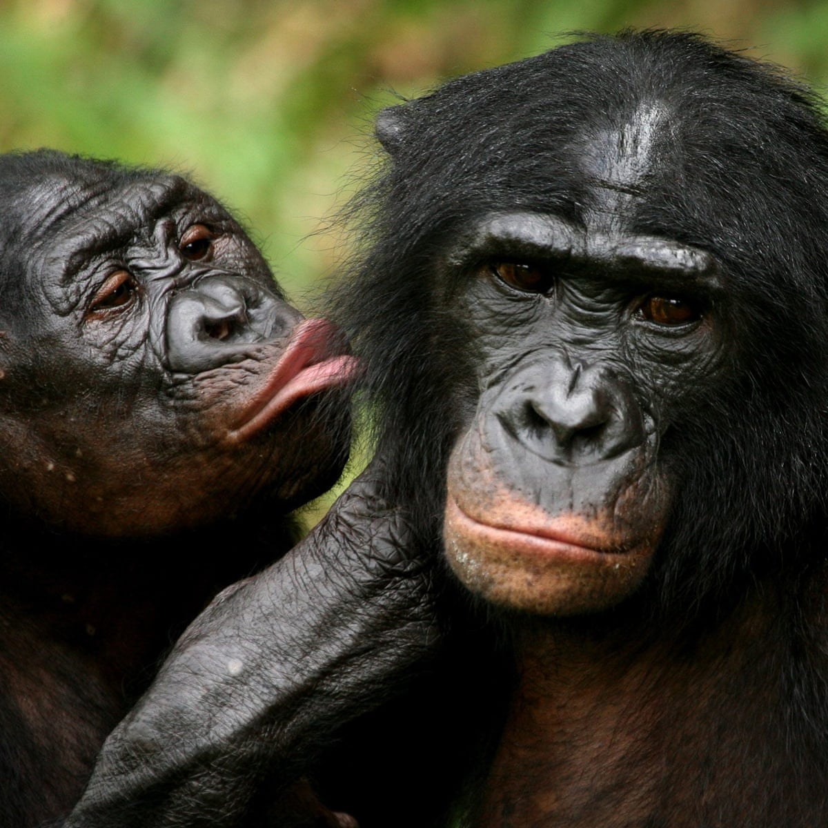 Humans able to understand other apes better than thought, research suggests | Animal behaviour | The Guardian