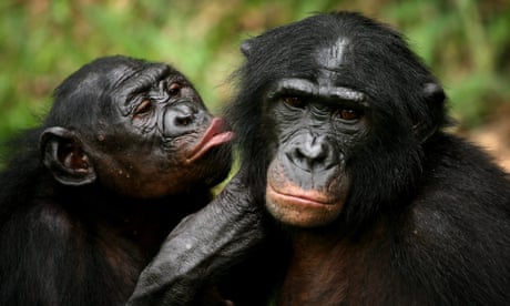 Humans able to understand other apes better than thought, research suggests