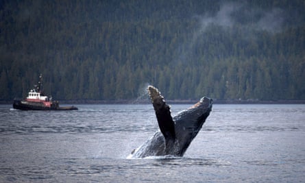 A large lumpy whale with one fin raised lurches above slightly windy water with a tugboat in the distance and a hillside completely covered with deep green conifers.
