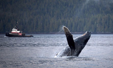 A humpback whale breaches the surface outside of Hartley Bay, British Columbia.