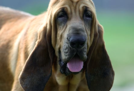 Cur cheek … in 1880, one breeder sued the newspapers for libelling his prizewinning bloodhound.