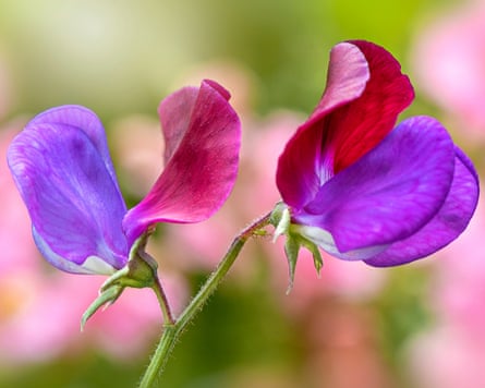 Closeup image of a beautiful red and purple Sweet Pea flower Lathyrus odoratus