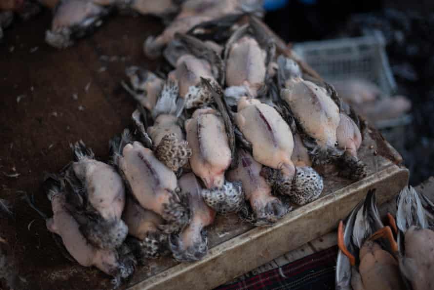 Bird market of Amara, Iraq