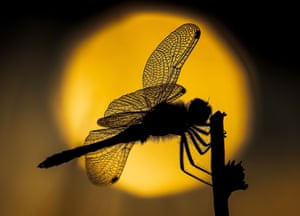 A black darter dragonfly resting on a reed while silhouetted by a late summer sunset in Somerset, UK. The black darter is Britain’s smallest species of dragonfly. The elusive insects often thrive in moorland, preferring to spend their days darting around bog pools and drainage ditches