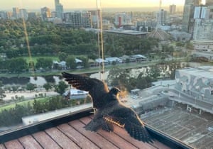Peregrine falcon trapped on balcony