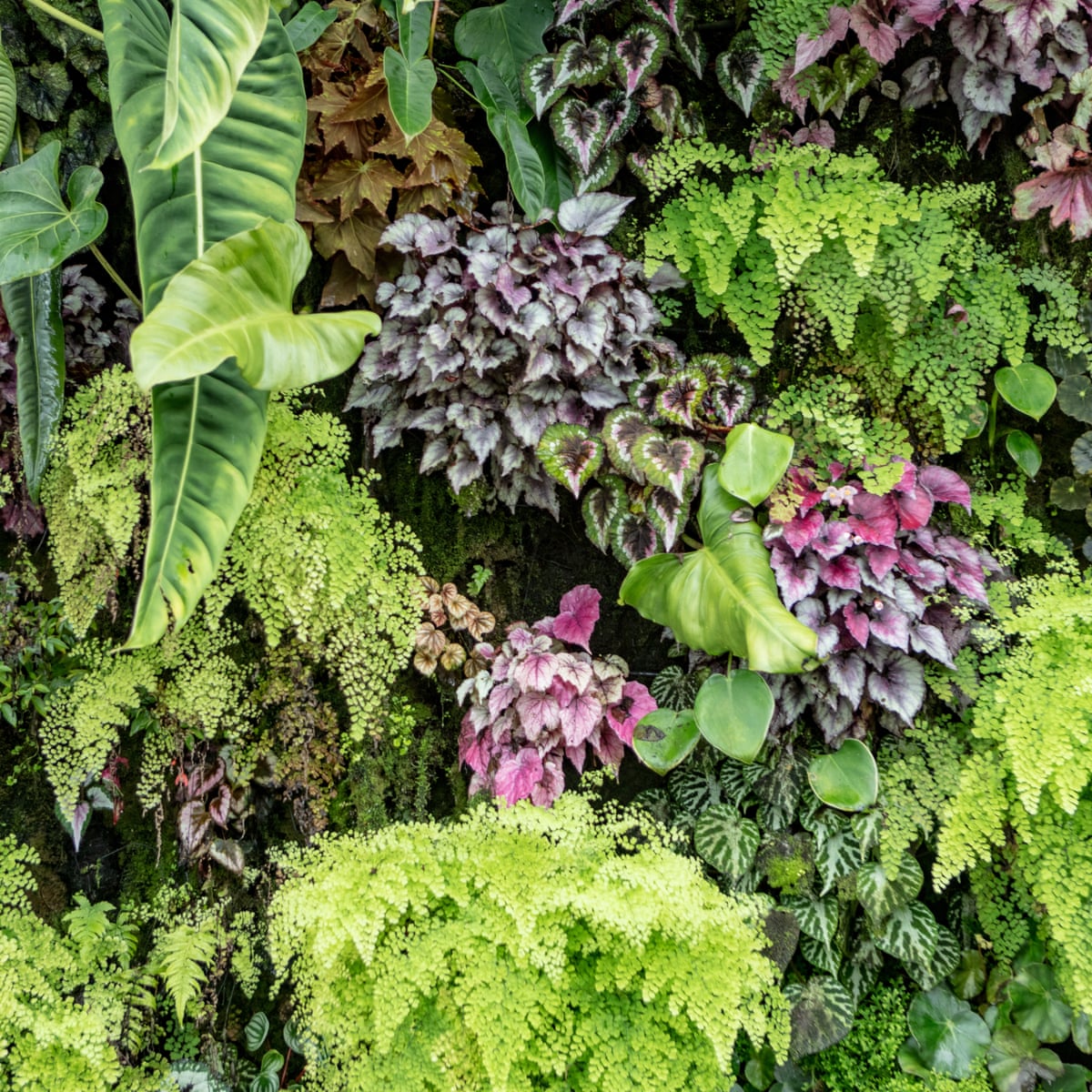 What Not To Do For Insta Indoor Plant Success Life And Style The Guardian