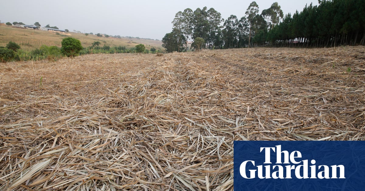 Campaigners lose court case to stop Ugandan forest clearance