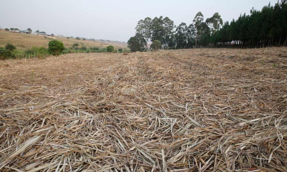 Harvested sugarcane on a plantation in Uganda.