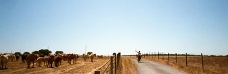 Cows in Portugal