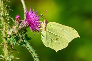 A brimstone butterfly pictured in woods near Rothwell, Northamptonshire