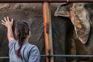 A woman touches the side of an elephant with a wounded ear at the Elephant Sanctuary.