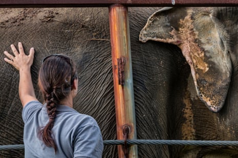 A woman touches the side of an elephant with a wounded ear at the Elephant Sanctuary.