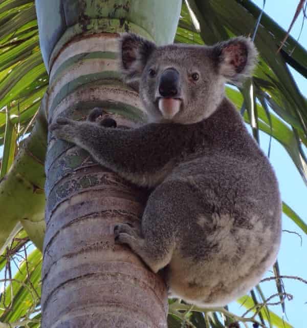The koala sitting in a palm tree that sparked Angela Christodoulou's new passion