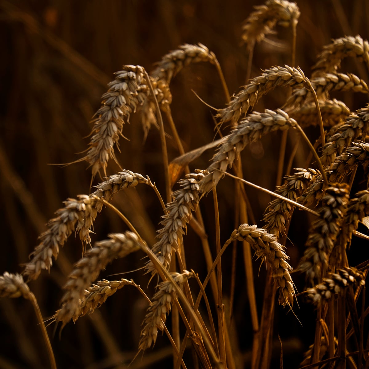 English Farmland Prices Double In Five Years Investments The Guardian
