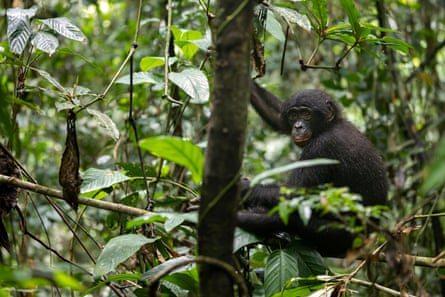 A bonobo in a forest