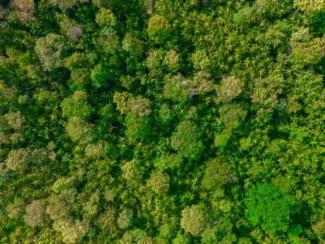 Vegetation in the Acara-Açú community.