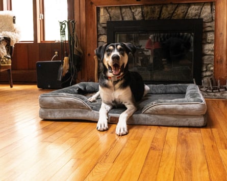 A dog resting on a Bedsure Orthopedic Bolster Dog Sofa