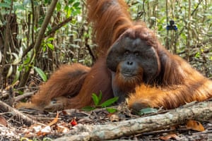 An orangutan in Ketapang, west Kalimantan province, Borneo, Indonesia. The orangutan, named Boncel, was released into the forest after being found on a palm plantation