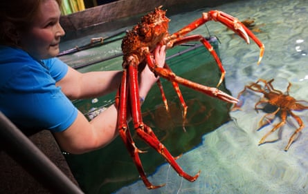 A biologist holds one of the Japanese spider crabs at the SeaLife aquarium in Timmendorfer Strand, Germany.