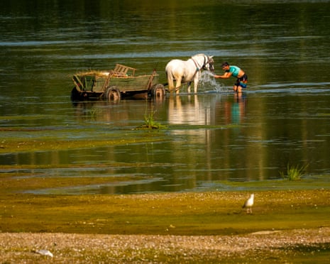 A man splashes water on a horse to cool it off next to a bank of sand on the Danube River, as usually submerged areas are exposed due to extreme low levels of the water in Roseti, Romania.