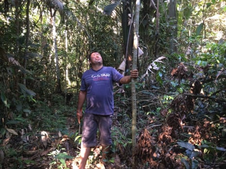 Luis Vergara examines a new abarco tree he has planted on his land in Colombia