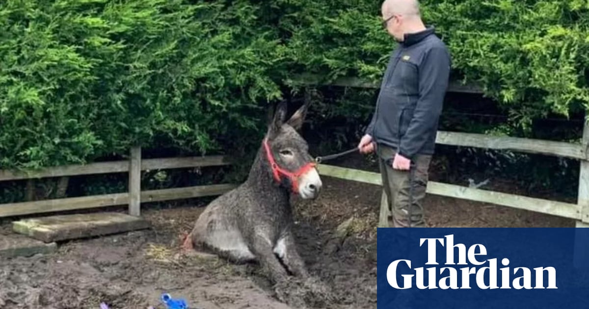 Shropshire firefighters rescue ‘one donkey, stuck in storm drain’