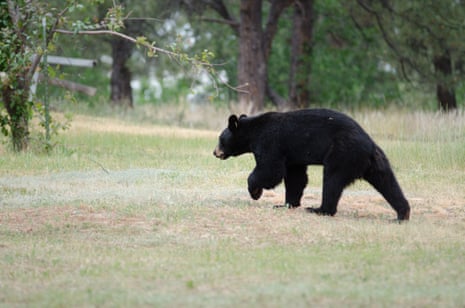 A Black bear