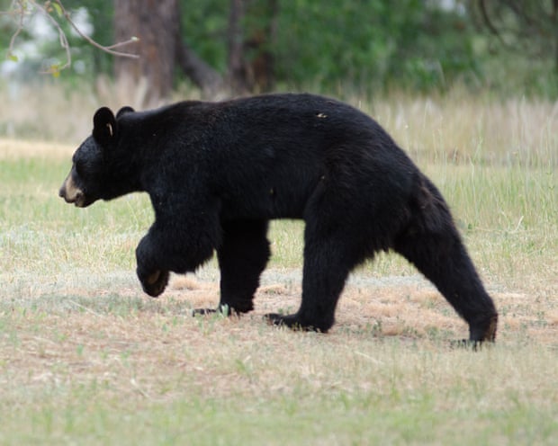 A black bear
