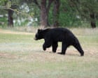 Sleeping teen and camper wounded as Colorado bear attacks reach record high