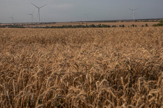 A wheat field in Odessa.