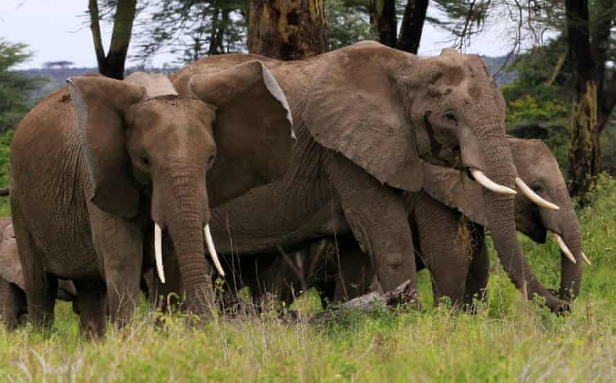 Elefantes de la sabana africana