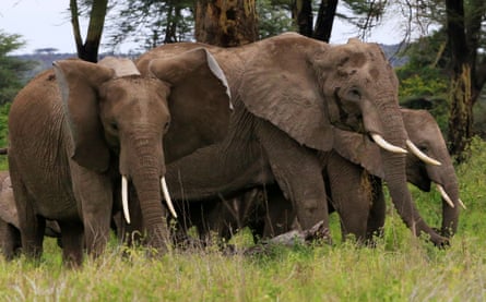 African savanna elephants