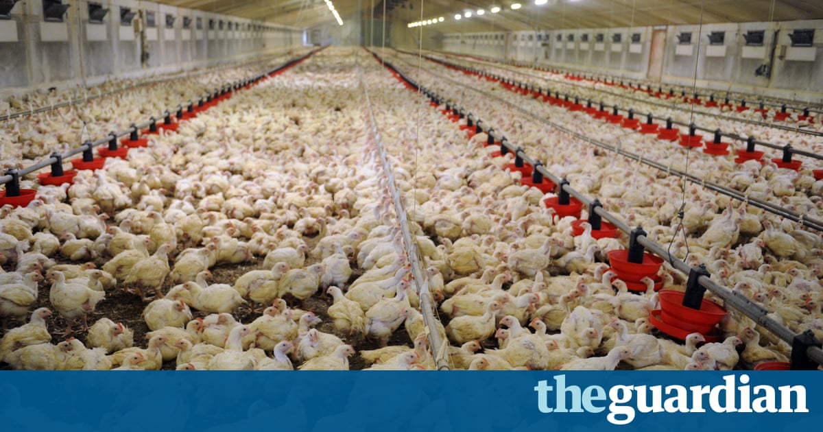 Animal welfare groups call for higher standards for farmed chickens
