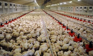 Battery chickens at a farm